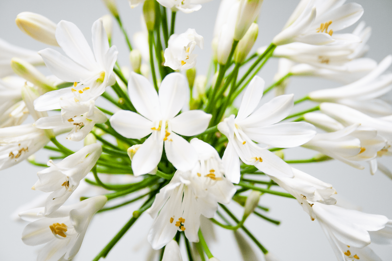 getty-white-2