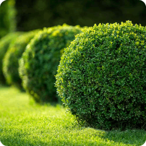 Evergreen Shrubs
