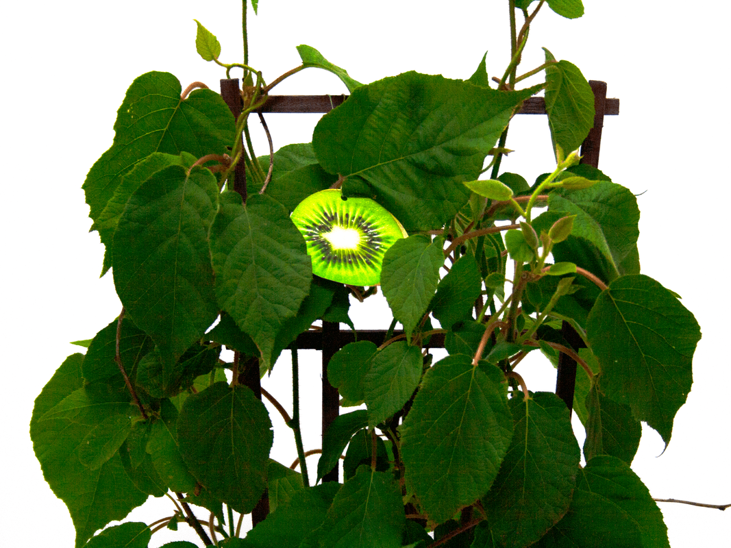 kiwi-foliage-2-smaller-file-female_orig