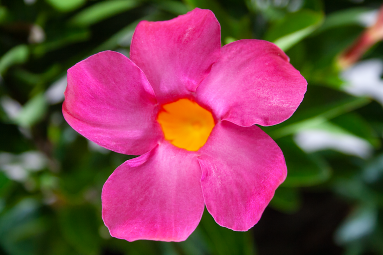 mandevilla-pink-flower_orig