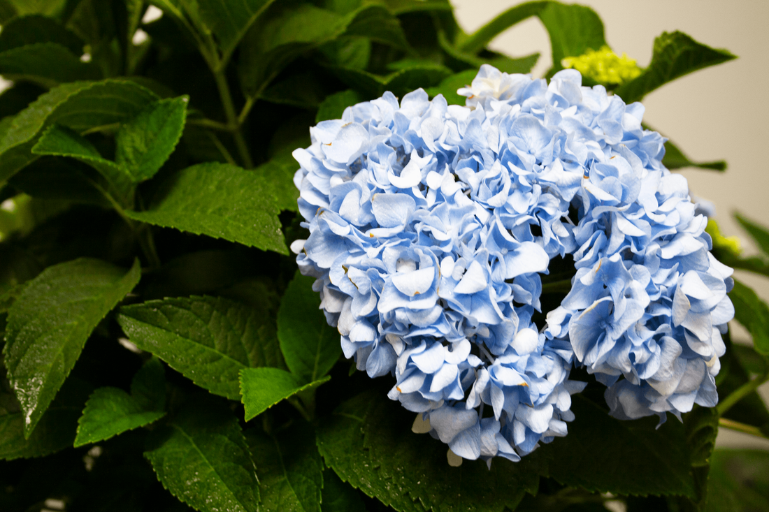nikko-blue-hydrangea-2-smaller-file_orig