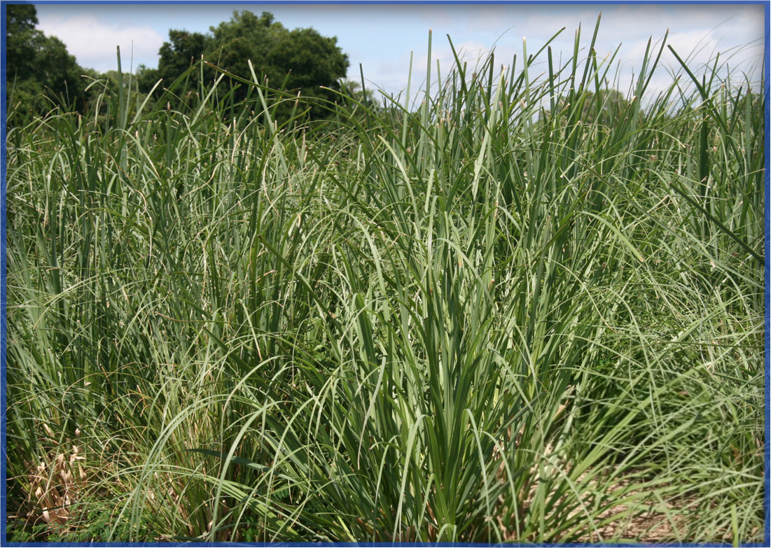 pampas_orig