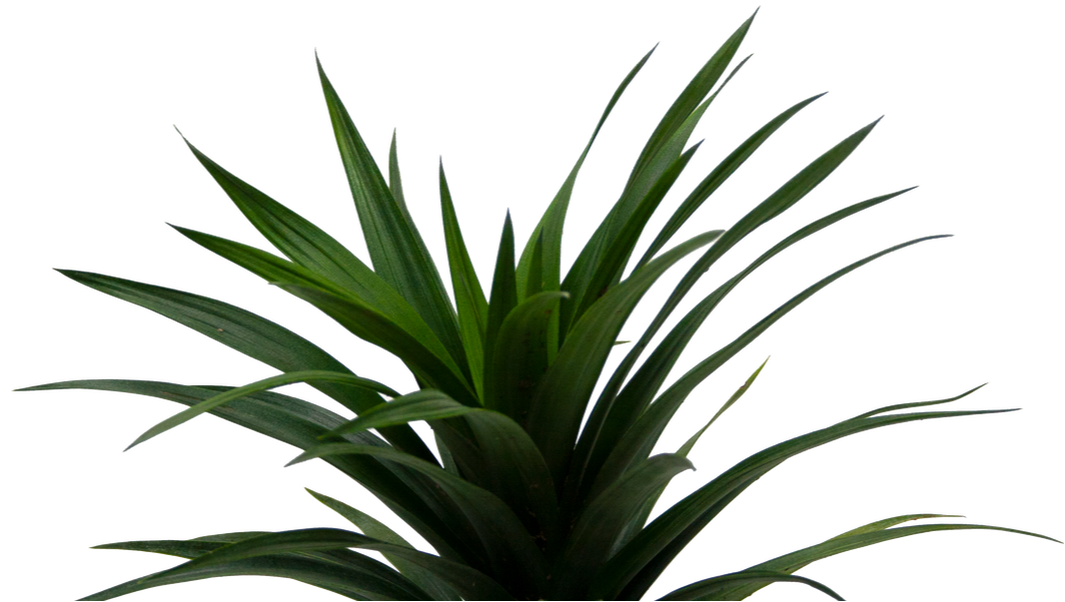 pineapple-foliage