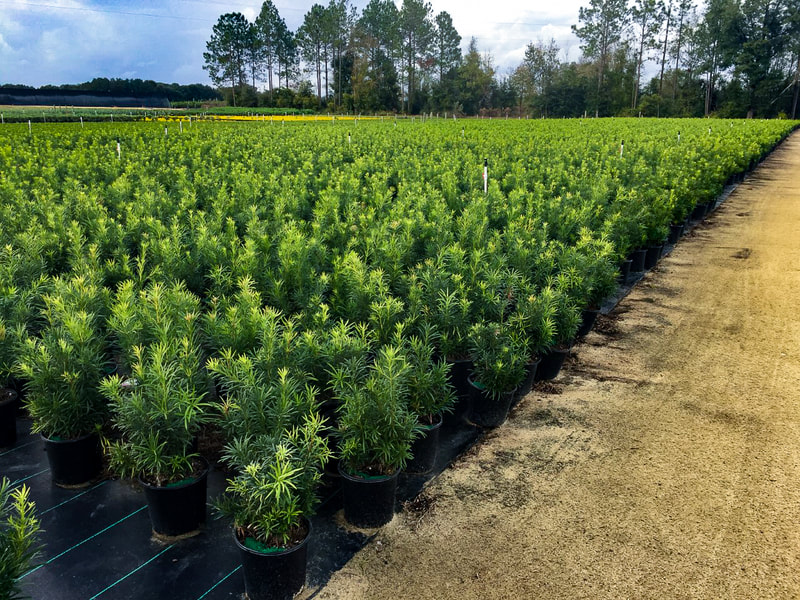 MACROPHYLLUS - Image 2