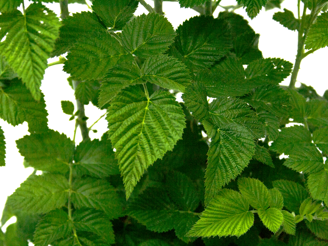 raspberry-mysore-foliage-smaller-file_orig