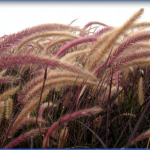 Grasses