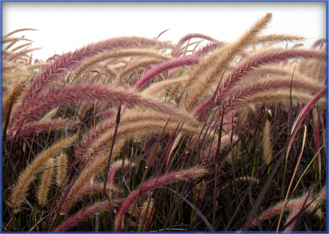 red-grass_orig