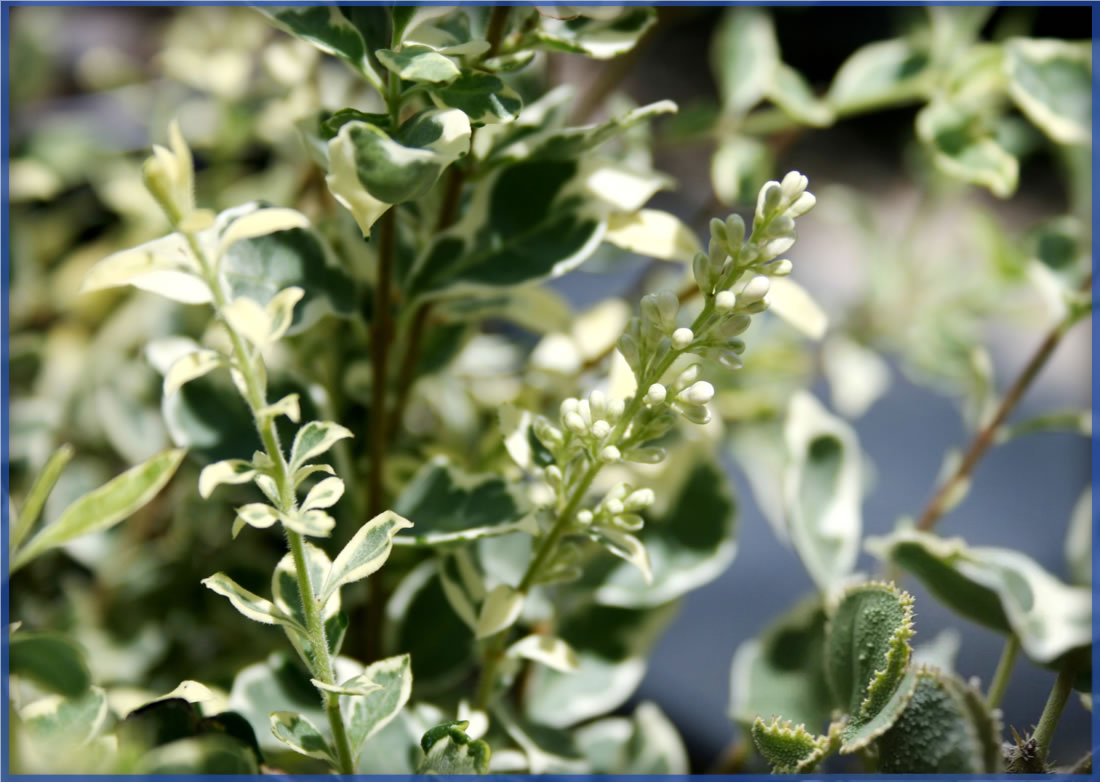 sinense-variegated_orig