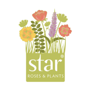 Star Roses and Plants