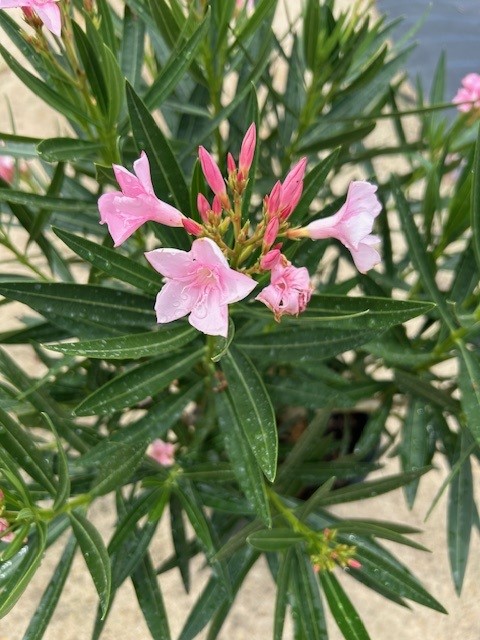 OLEANDER_SALMON1